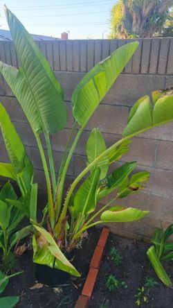 banana plant
