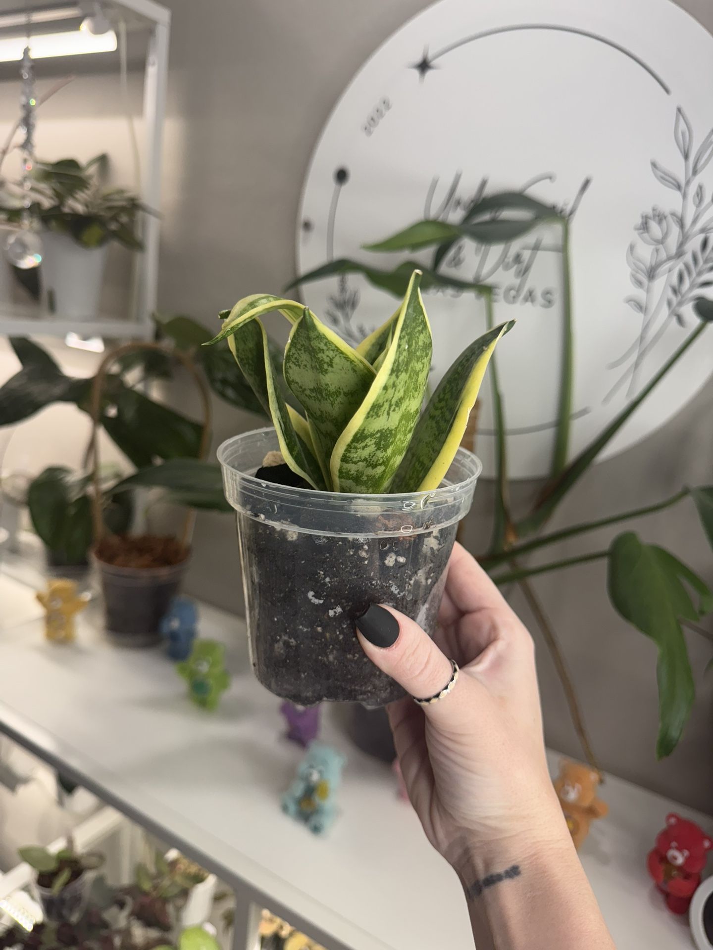 Snake Plant 