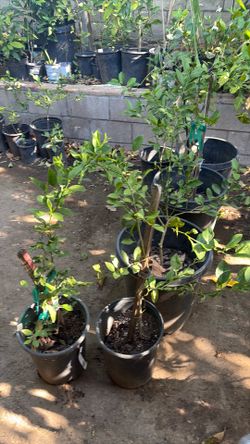 Lemon Mexicano