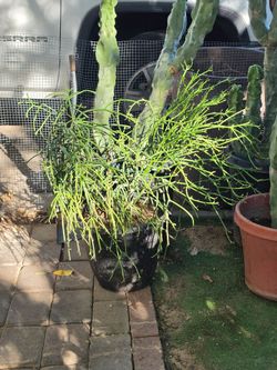 Pencil firestick cactus