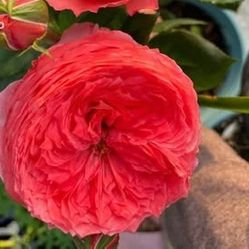 Rare European, Japan rose plants : Rosa Flamingo 