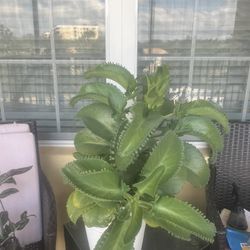 Large Mother Of Thousands Plant