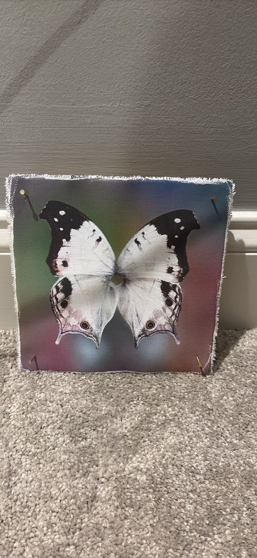 Butterfly Picture