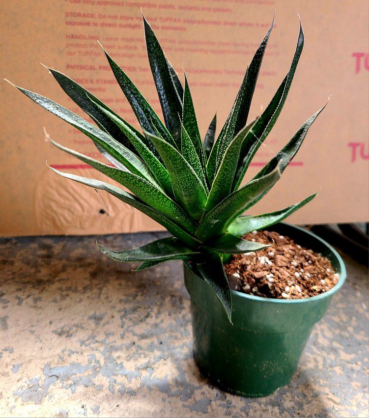 Hawthoria Succulent Plant $10