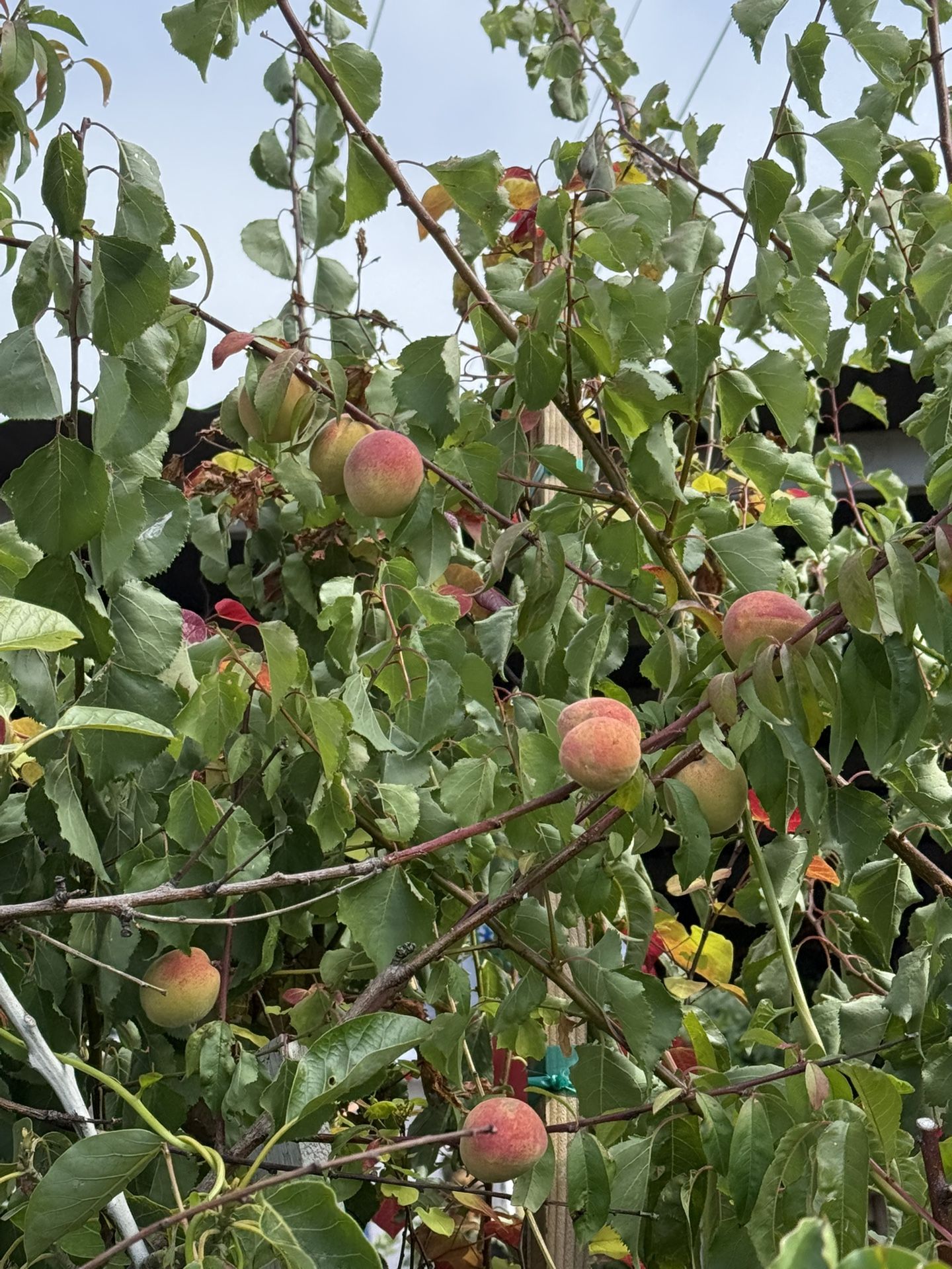 árbol durazno blanco centro rojo muy dulce en vallejo