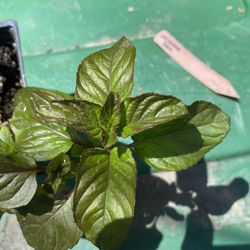 Orange Mint plant - Eau De Cologne - Menta Naranja - Yerba Buena planta
