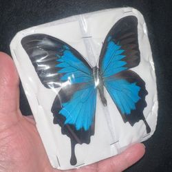 Blue Mountain Swallowtail Butterfly