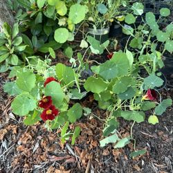 Nasturtium Blooming Plants Vibrant Colors In Pots 