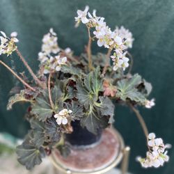 Begonia House Plant, In 8 Inch Pot Pick Up only