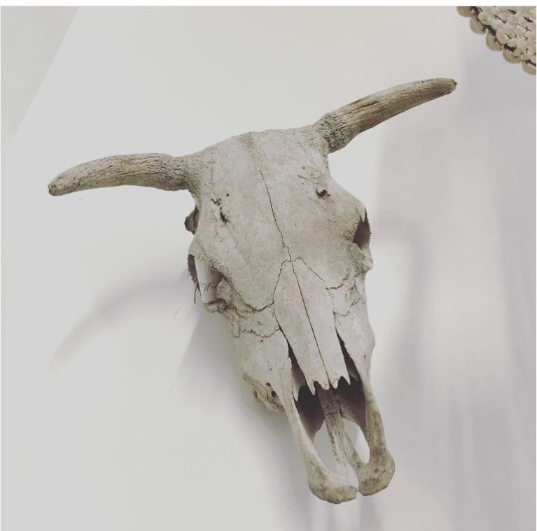 Authentic Bull Skull