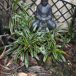 Colorful Bromeliad Plants. 