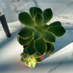 Succulent