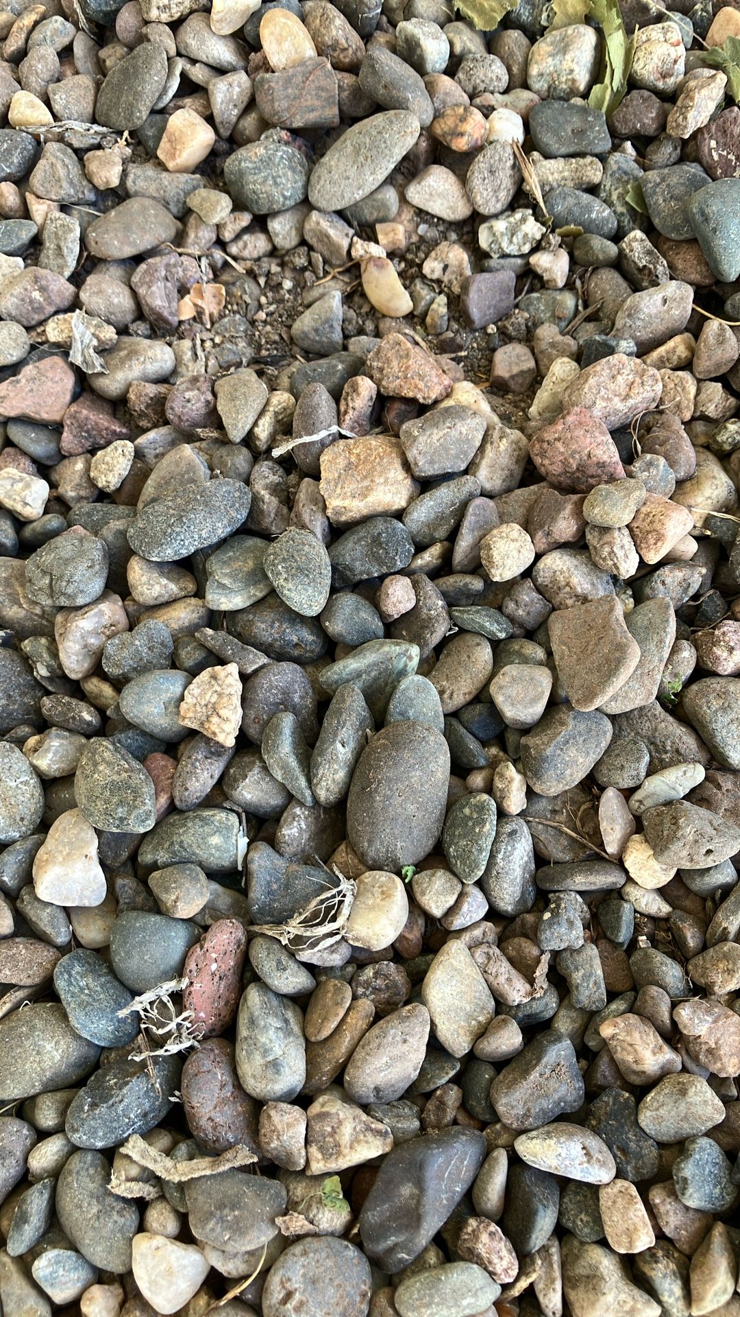 Free Pebble Rock For Hardscape