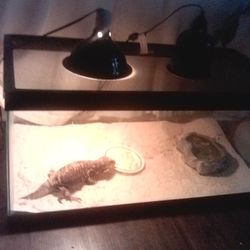 Savannah Monitor Female Age Almost 4 Nice Temper