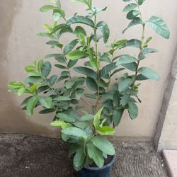 Guava Tree