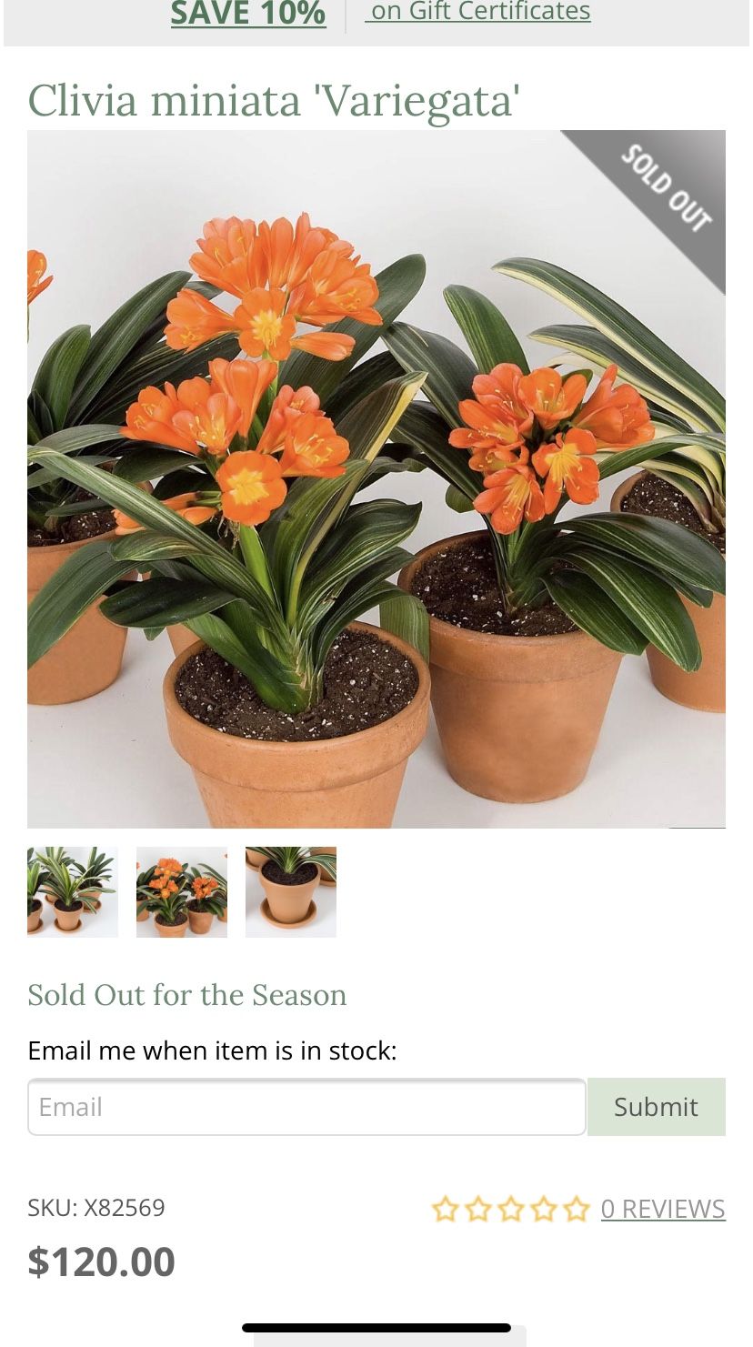 Variegated Clivia miniata , Lan Quan Tu 1Gallon Pot $35 Each