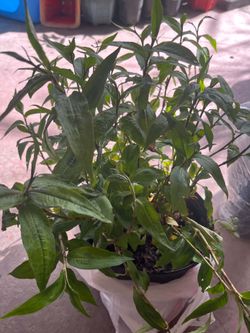 Vietnamese Coriander Vegetable Plant Pot, Rau Râm