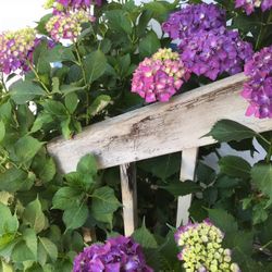 Hydrangea Perennial Plant.