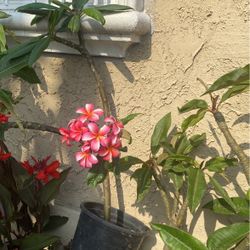 Plant About 4 Ft Tall