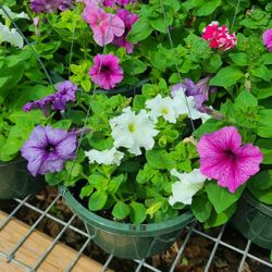 Petunias Plants In Canasta Para Colgar 