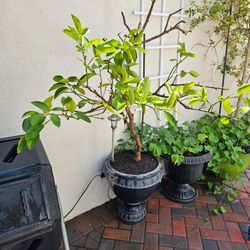 Lime tree needs a new home!