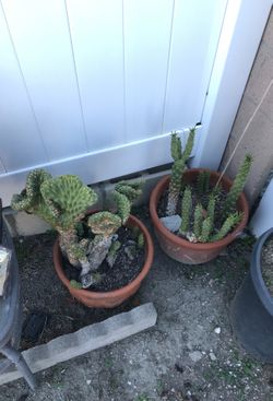 Cacti for sale