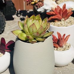 Beautiful succulents in egg pot
