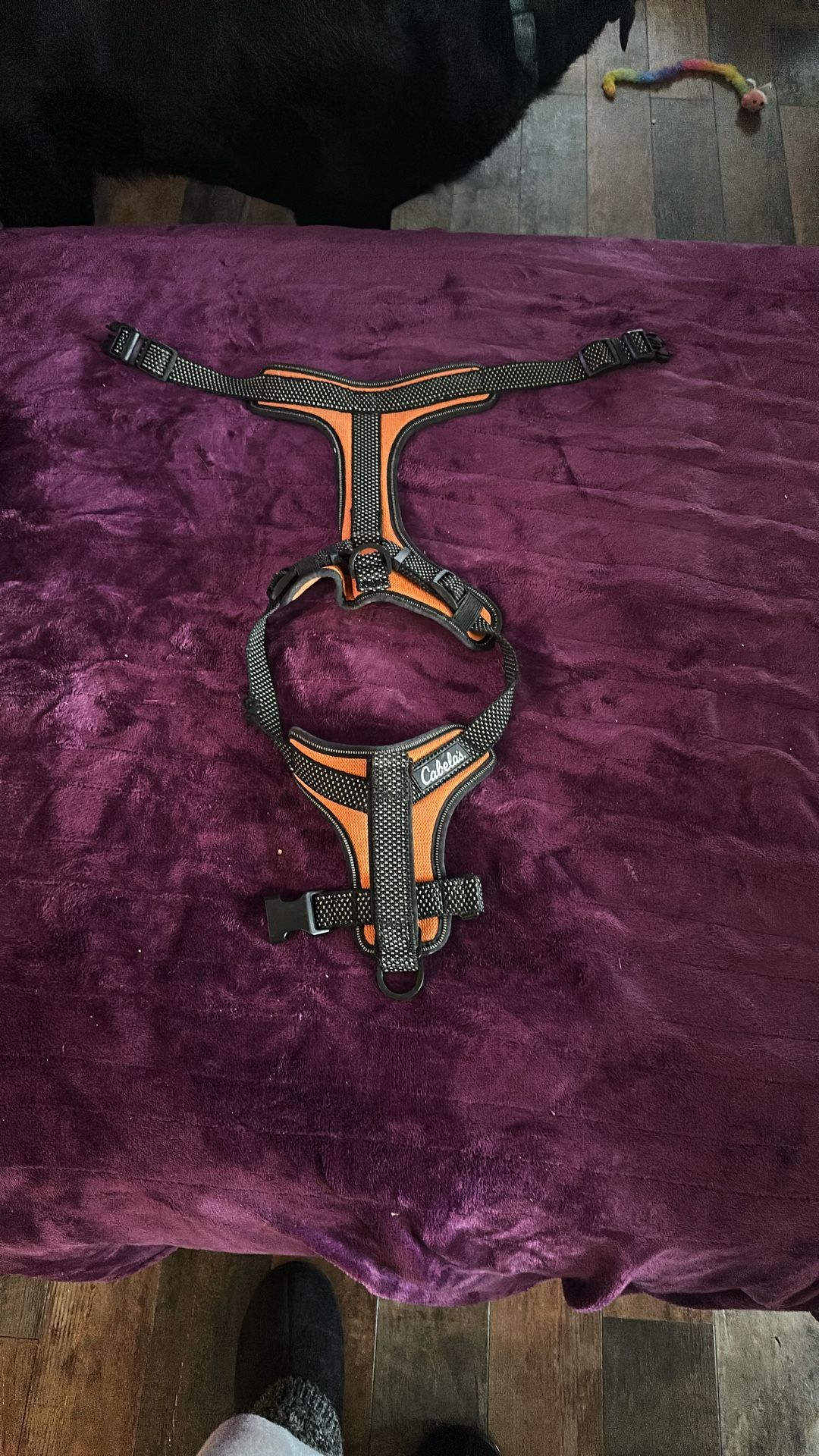Dog Harness