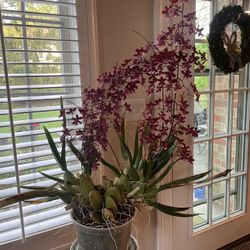 Orchid Sharry Baby In Bloom Sweet Smell