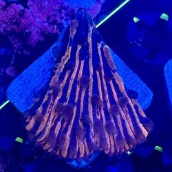 Plate Reef Decor
