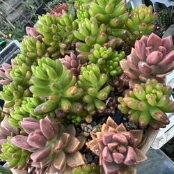 Succulents In A Bowl 