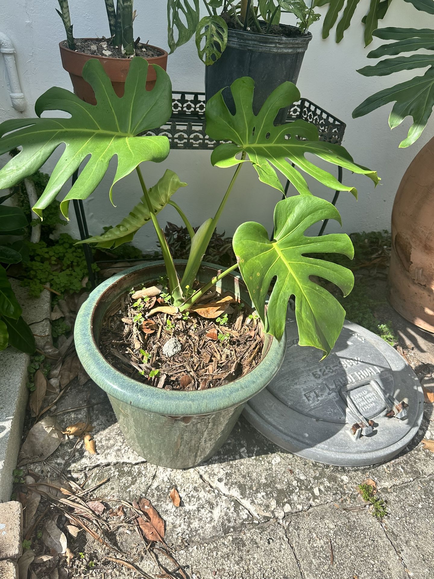 Monstera Deliciosa in Beautiful Ceramic Pot– Stunning & Healthy