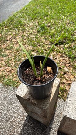 Aloe plant