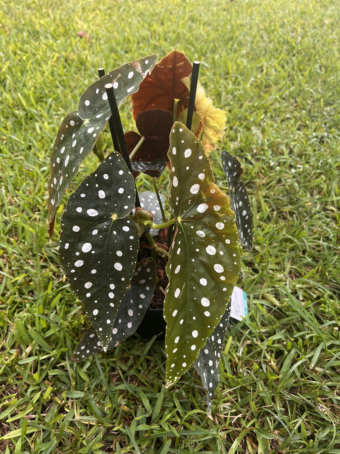 BEGONIA MACULATA ( 6” Pot) Exotic, Eye Catching
