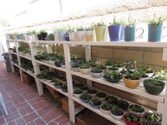 Lots, Many Succulents