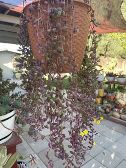 Hanging Succulent