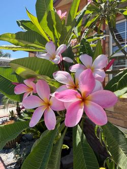 Plumeria branch pink and yellow