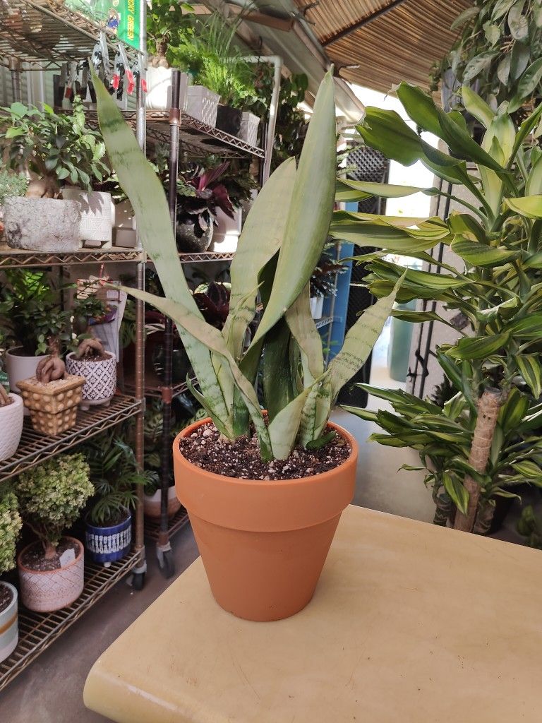 Moonshine Snake Plant 