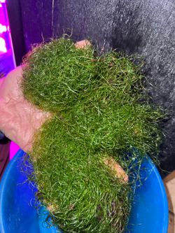 Chaeto Marine Algae- Large Cuts