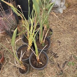 Birds Of Paradise Plants 