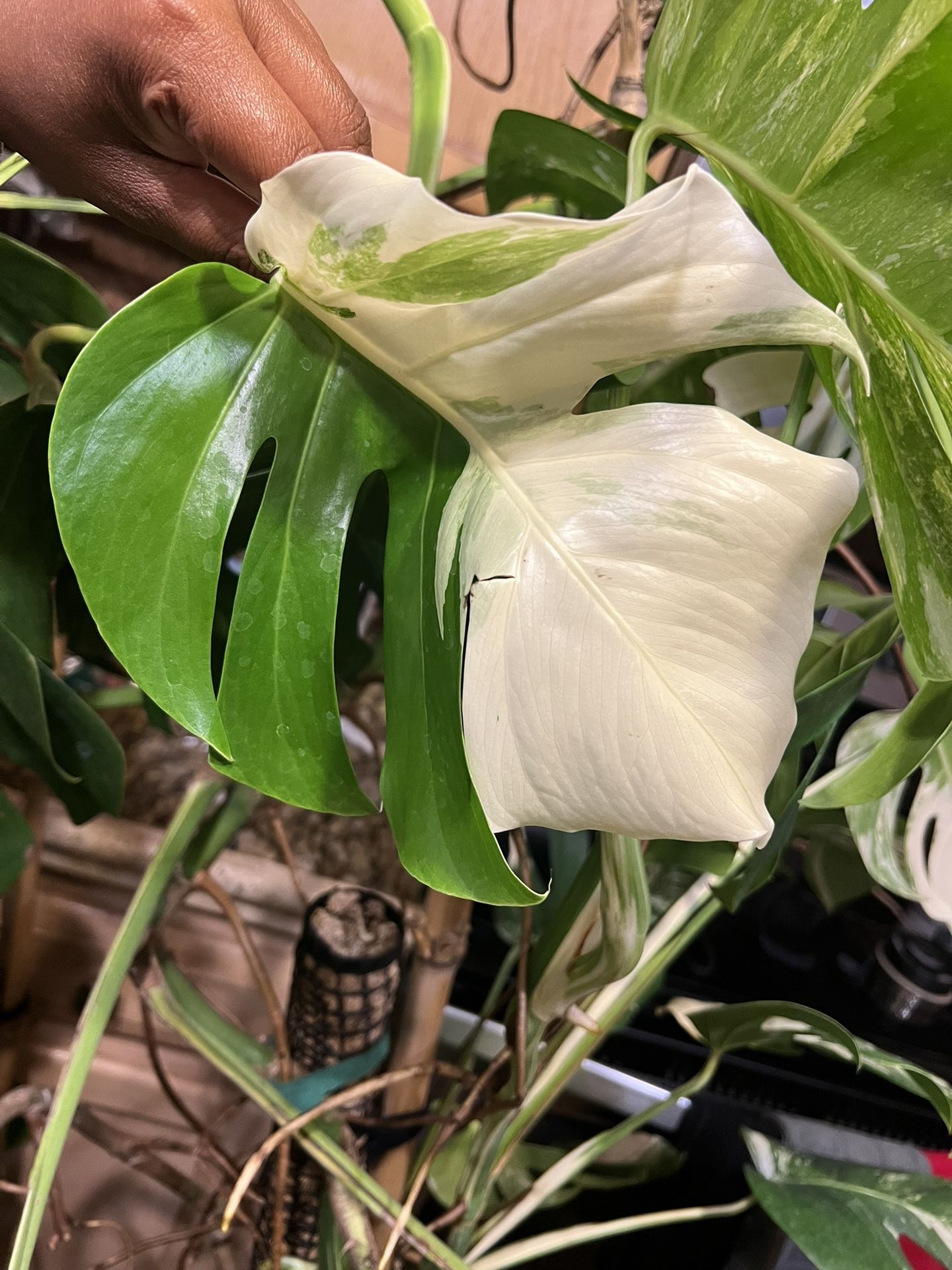 Variegated Monstera Albo Plant Cutting (pls Read Description Below)