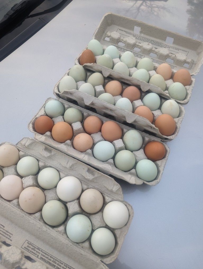 Fresh Eggs