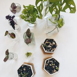 Potted Plants And Cuttings For Sale! 