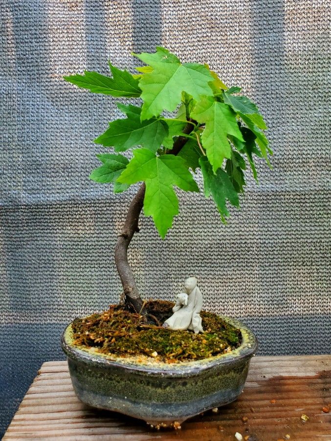 Silver Maple Bonsai