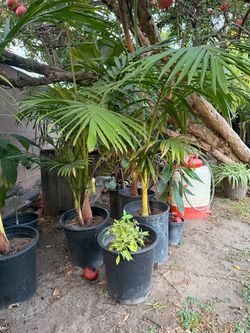 Fan Palm Trees in Black Nursery Pots