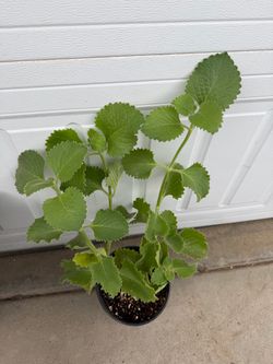 Oregano Cubano (planta medicinal para vias respiratorias)