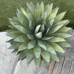 Potted Agave Plant