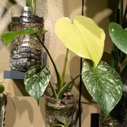 Monstera White Monster