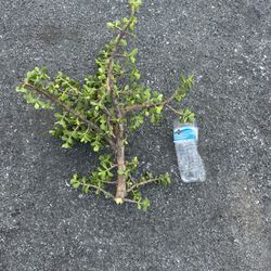 Plants - Cacti Variety Cuttings. Most are Over 18” Tall. ONLY: $5 Each, or 3 for $10.