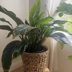 Indoor Plant